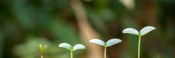 Growing Organic Hemp with Lee Hemp!